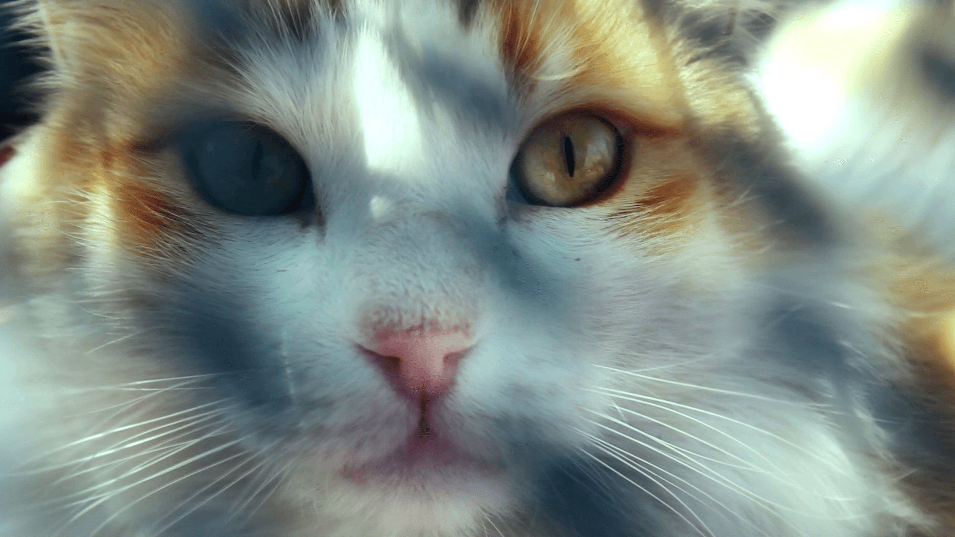 Flâneur — gato calicó, Ciudad de México